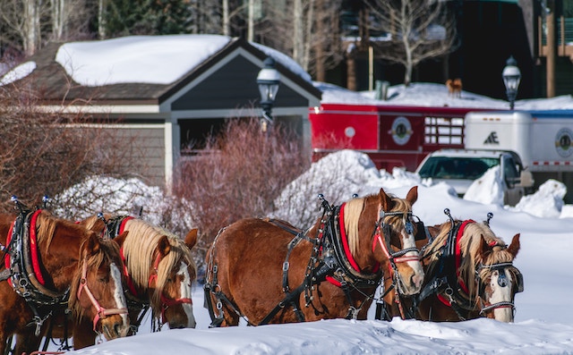 horse-winter-cold-snow-breckenridge