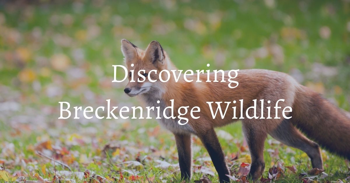 discovering breckenridge wildlife