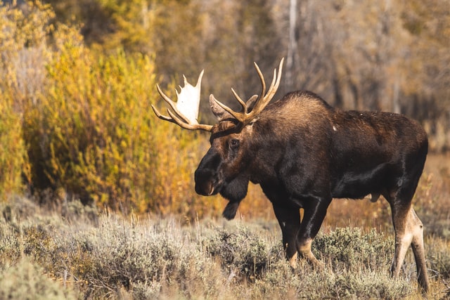moose in Breckenridge, CO