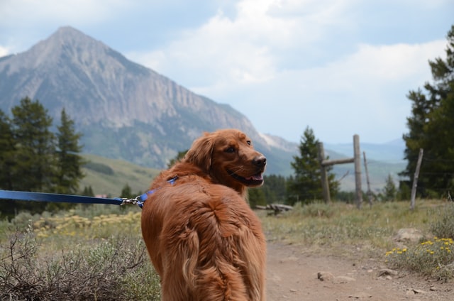 hiking with pets in Colorado