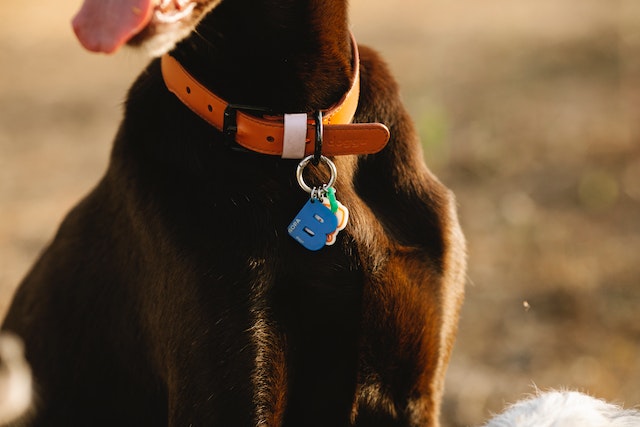 Dark brown dog with orange dog collar and tags