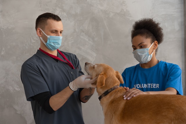 two veterinarians examining brown dog