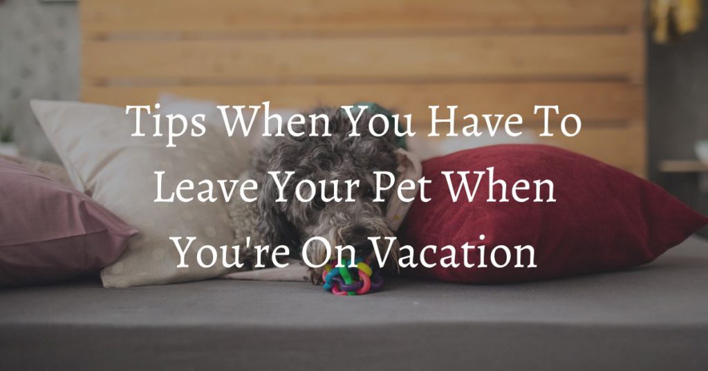 vacations without pets