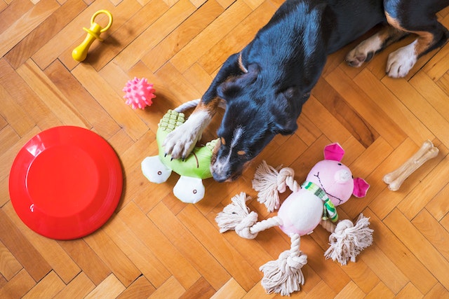  large dog on the floor with a bunch of toys