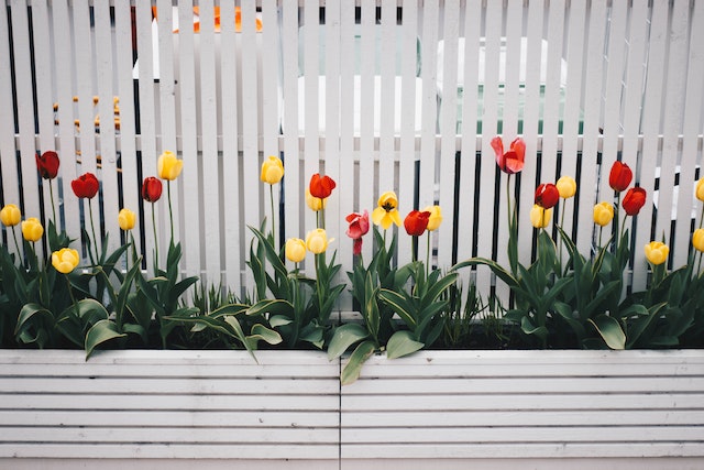 red and yellow tulips in front of a white fence
